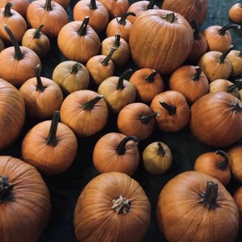 Mr Jack O' Lanterns Pumpkins - Christmas Trees Near Me - Brea, California Mr Jack O' Lanterns Pumpkins - Christmas Trees Near Me - Brea, California