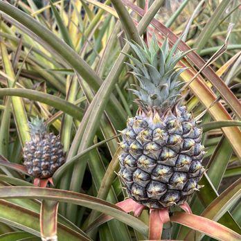 Malama Tours - Sipping Kohana rum and exploring Dole Plantation before hitting the zipline! . - Tours Near Me - Honolulu, Hawaii