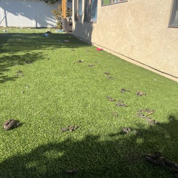 Pet waste removal - Dirty - Pet Waste Removal Near Me Pet waste removal - Dirty - Pet Waste Removal Near Me