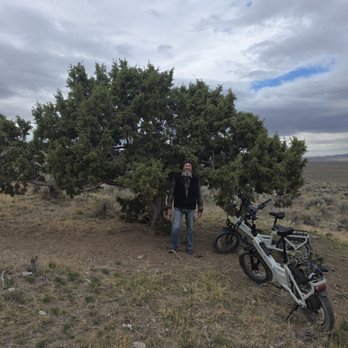 ATV Wholesale Outlet - Ride to the trees. - Motorcycle Dealers Near Me - Sacramento, California