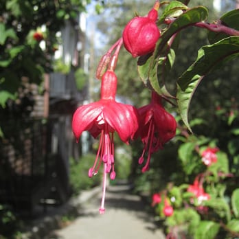 Havens Street - Fuchsias - Community Gardens Near Me - San Francisco, California