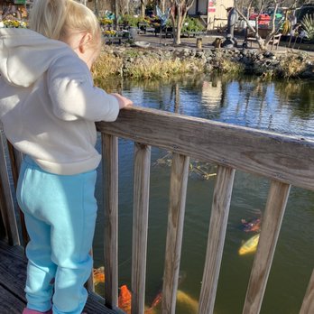 Pender Pines Garden Center - Pond full of fish to feed - Nurseries & Gardening Near Me - Hampstead, North Carolina Pender Pines Garden Center - Pond full of fish to feed - Nurseries & Gardening Near Me - Hampstead, North Carolina