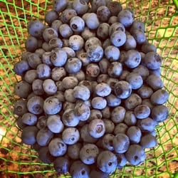 Champney's Blueberry Farm - Photo taken from their Facebook page