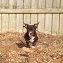 Photo of Built-4-Beauty Kennels