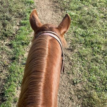 Rolling Hills Ranch - Horseback Riding Near Me - Bridgeville, Pennsylvania Rolling Hills Ranch - Horseback Riding Near Me - Bridgeville, Pennsylvania