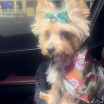 Paws & Play - Princess before the incident - Pet Sitting Near Me - Ocoee, Florida