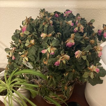 Clovis Floral & Gifts - Florists Near Me - Clovis, California