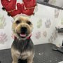 Photo of Sammy Pets