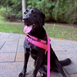 Happy Camper Dog