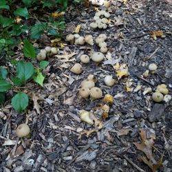 Bush Lake Park - Mushroom forest