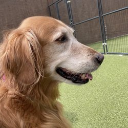 Tails Pet Resort