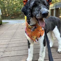 Happy Pup Spa - After