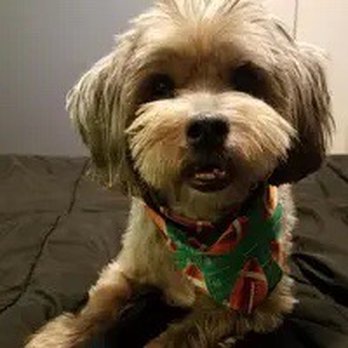 Ohilda's Dog Sitting - Pet Boarding Near Me