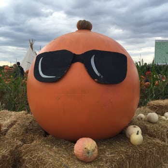 Cool Patch Pumpkins - Pumpkin Patches Near Me - Dixon, California