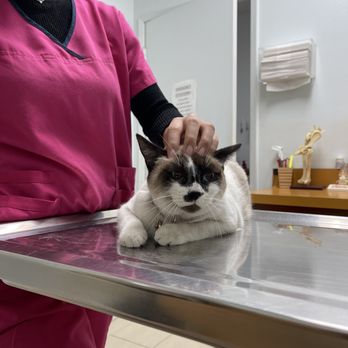 Fullerton Hills Pet Clinic - Panda being friendly with the vet tech! - Veterinarians Near Me - Fullerton, California Fullerton Hills Pet Clinic - Panda being friendly with the vet tech! - Veterinarians Near Me - Fullerton, California