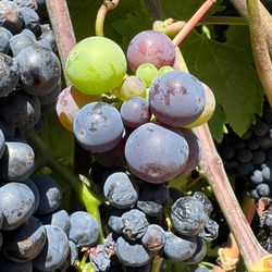 Sonoma Wine Rides