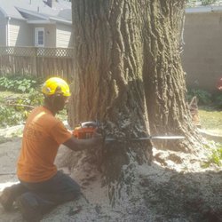 Leopolds Tree Trimming & Removal - Finishing up with a large poplar tree removal.