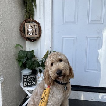 Level Up Canines - Pet Training Near Me