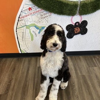 Dogtopia of Ahwatukee - Pet Boarding Near Me - Phoenix, Arizona Dogtopia of Ahwatukee - Pet Boarding Near Me - Phoenix, Arizona