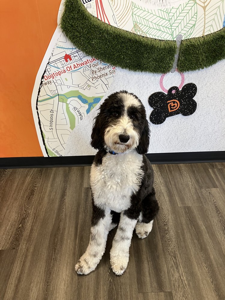 Dogtopia of Ahwatukee - pet boarding facility in Phoenix, AZ
