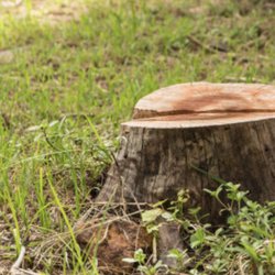 Quick Stump Removal