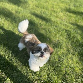 Doggy Stylz Mobile Grooming - Pet Groomers Near Me Doggy Stylz Mobile Grooming - Pet Groomers Near Me
