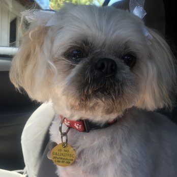 ShamPooches - After a grooming appt with Alex! - Pet Groomers Near Me - San Ramon, California ShamPooches - After a grooming appt with Alex! - Pet Groomers Near Me - San Ramon, California