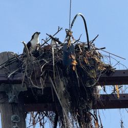 The River Trail - Two ospreys in their newly formed nest at the partial bridge
