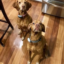 Who Walks Your Dog - Tango and Peyton loves Who Walks Your Dog.