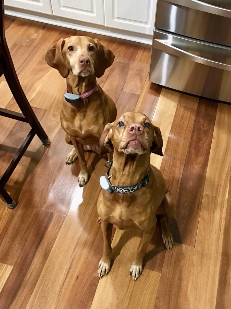 Who Walks Your Dog - pet boarding facility in Mount Pleasant, SC