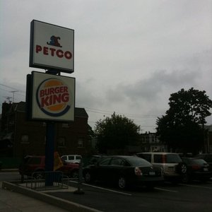 hiro and wolf dog collars