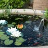 Pond Plants and More and Maintenance gift card
