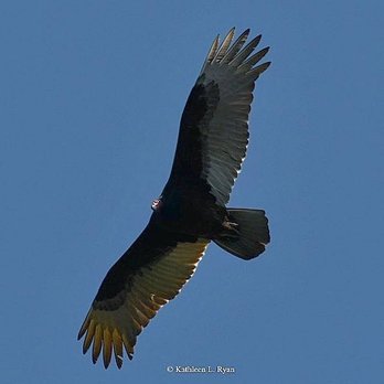 George Washington Park - Turkey vulture soaring overhead. -(Cathartes aura) George Washington Park, Pacific Grove, CA. Photo © Kathleen L. Ryan - Parks Near Me - Pacific Grove, California George Washington Park - Turkey vulture soaring overhead. -(Cathartes aura) George Washington Park, Pacific Grove, CA. Photo © Kathleen L. Ryan - Parks Near Me - Pacific Grove, California