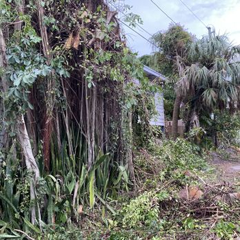 ABC 1-2-Tree - Banyan next to driveway blocked by ABC debris. Not homeowner having work done. - Tree Services Near Me - Saint Petersburg, Florida ABC 1-2-Tree - Banyan next to driveway blocked by ABC debris. Not homeowner having work done. - Tree Services Near Me - Saint Petersburg, Florida