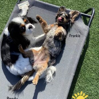 Bark Collective - She's made so many friends at Bark Collective! - Dog Walkers Near Me - Costa Mesa, California Bark Collective - She's made so many friends at Bark Collective! - Dog Walkers Near Me - Costa Mesa, California