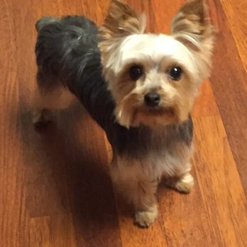 Damascus Dog Grooming - Pet Services Near Me - Boring, Oregon Damascus Dog Grooming - Pet Services Near Me - Boring, Oregon
