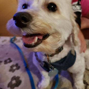 Petco - By his mouth, at the bottom, there's more fur than the top. Uneven length with regards to the rest of this side of his face. - Pet Groomers Near Me - North Myrtle Beach, South Carolina