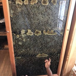 Bee Hive Bee Hive