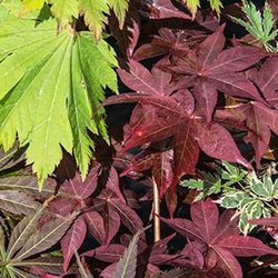 Eastwoods Nursery