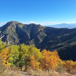 Coronado National Forest - View of Miller Peak from the Carr Peak trail. Taken on October 13, 2023.  The aspens were already past their prime.