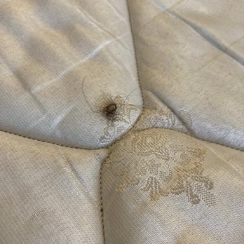 Lake Marina Inn - Large hair ball on the mattress - Hotels Near Me - Clearlake Oaks, California