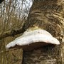Photo of Naturschutzgebiet Aalbeek-Niederung