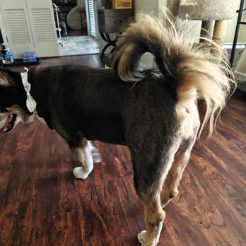 Peek A Boo Pet Grooming - Pet Groomers Near Me - Coleman, Texas Peek A Boo Pet Grooming - Pet Groomers Near Me - Coleman, Texas