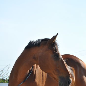 Freestyle Horsemanship - Horseback Riding Near Me - Langley , British Columbia