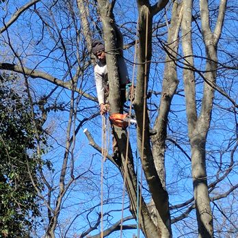 MOX Tree Service - Tree Services Near Me