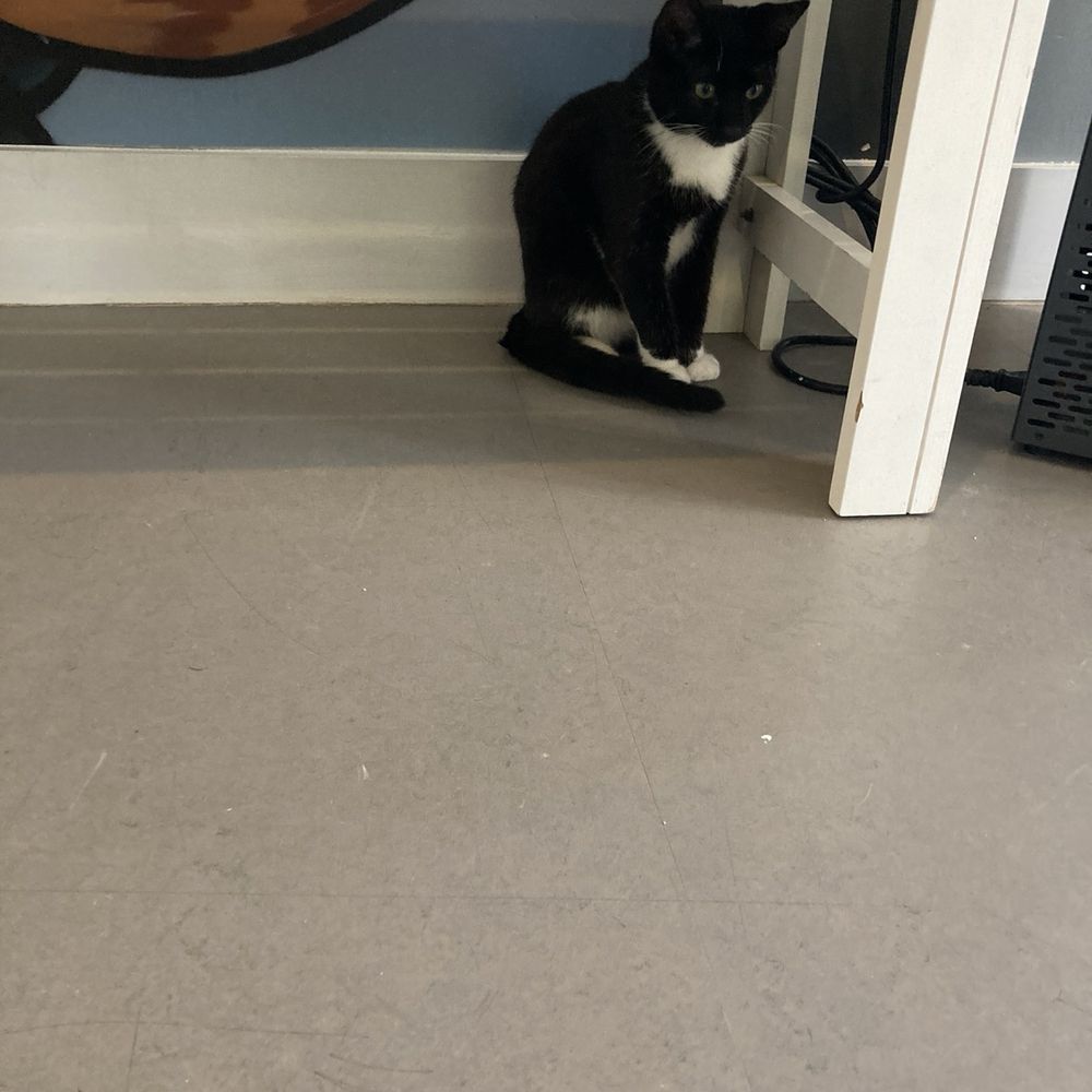 Cat Town - Black and white cat with snowy paws just chilling~ - Animal Shelters Near Me - Oakland, California Cat Town - Black and white cat with snowy paws just chilling~ - Animal Shelters Near Me - Oakland, California