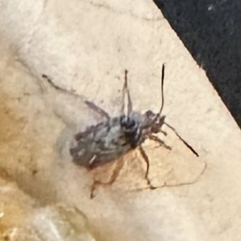 Chipotle Mexican Grill - Bug - Mexican Near Me - Tampa, Florida
