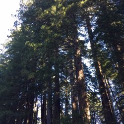 County of Humboldt - Tall Trees the California Redwoods