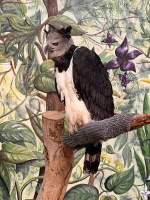 The Peregrine Fund's World Center For Birds of Prey by null