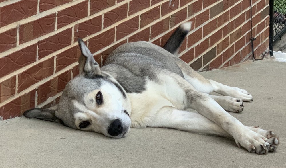 MAIN STREET ANIMAL HOSPITAL Updated June 2024 1507 Main St, Roanoke